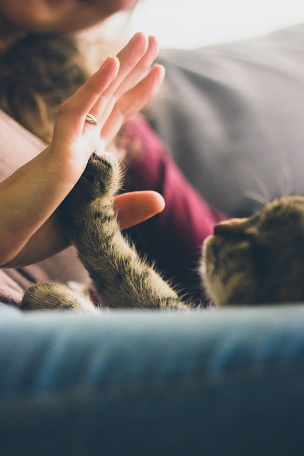 purrfect-demo-image-00002.webp